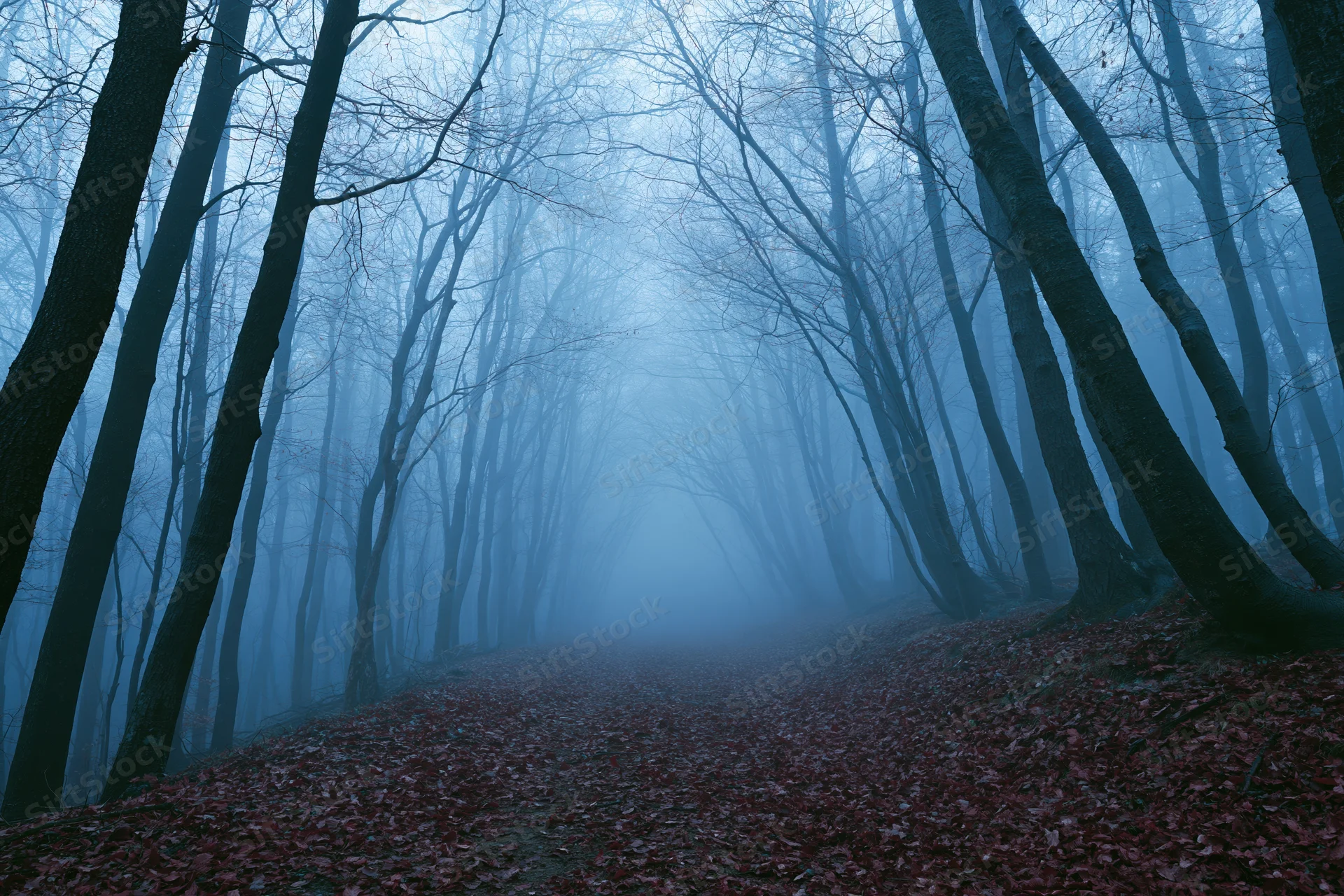 Narrow forest path winding through foggy woodland with bare trees and fallen leaves