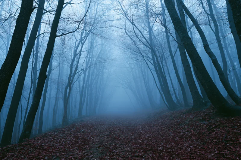 Narrow forest path winding through foggy woodland with bare trees and fallen leaves