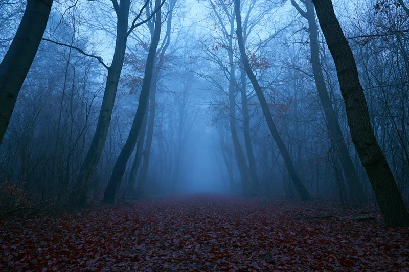 Narrow forest path covered in red leaves disappearing into dense fog between bare trees