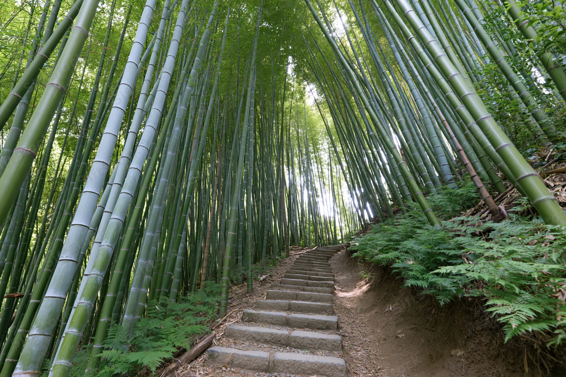 Stone steps winding through a dense bamboo forest with ferns along the path