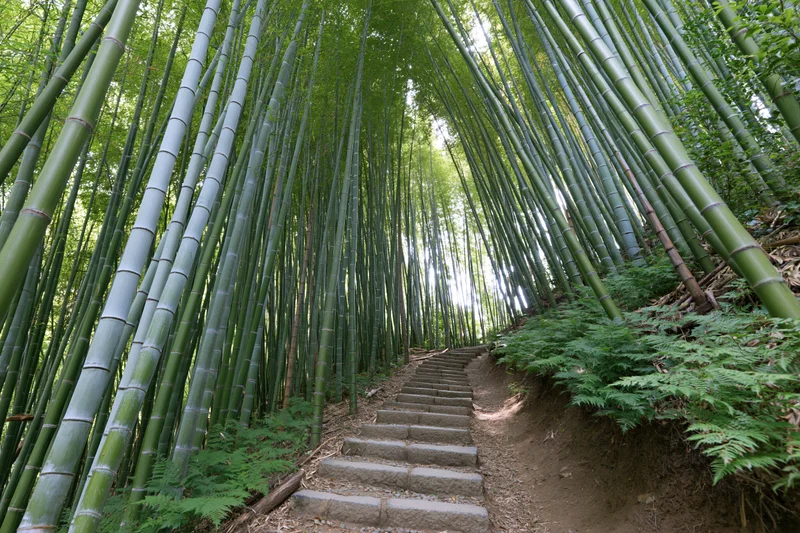 Stone steps winding through a dense bamboo forest with ferns along the path