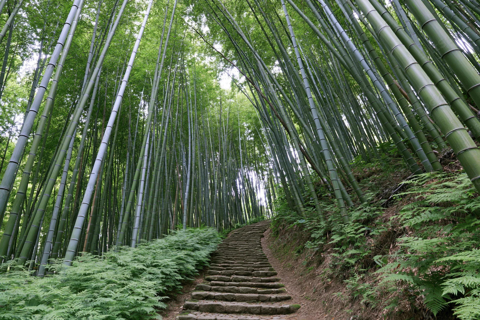 Stone steps winding through a dense bamboo forest with ferns along the sides