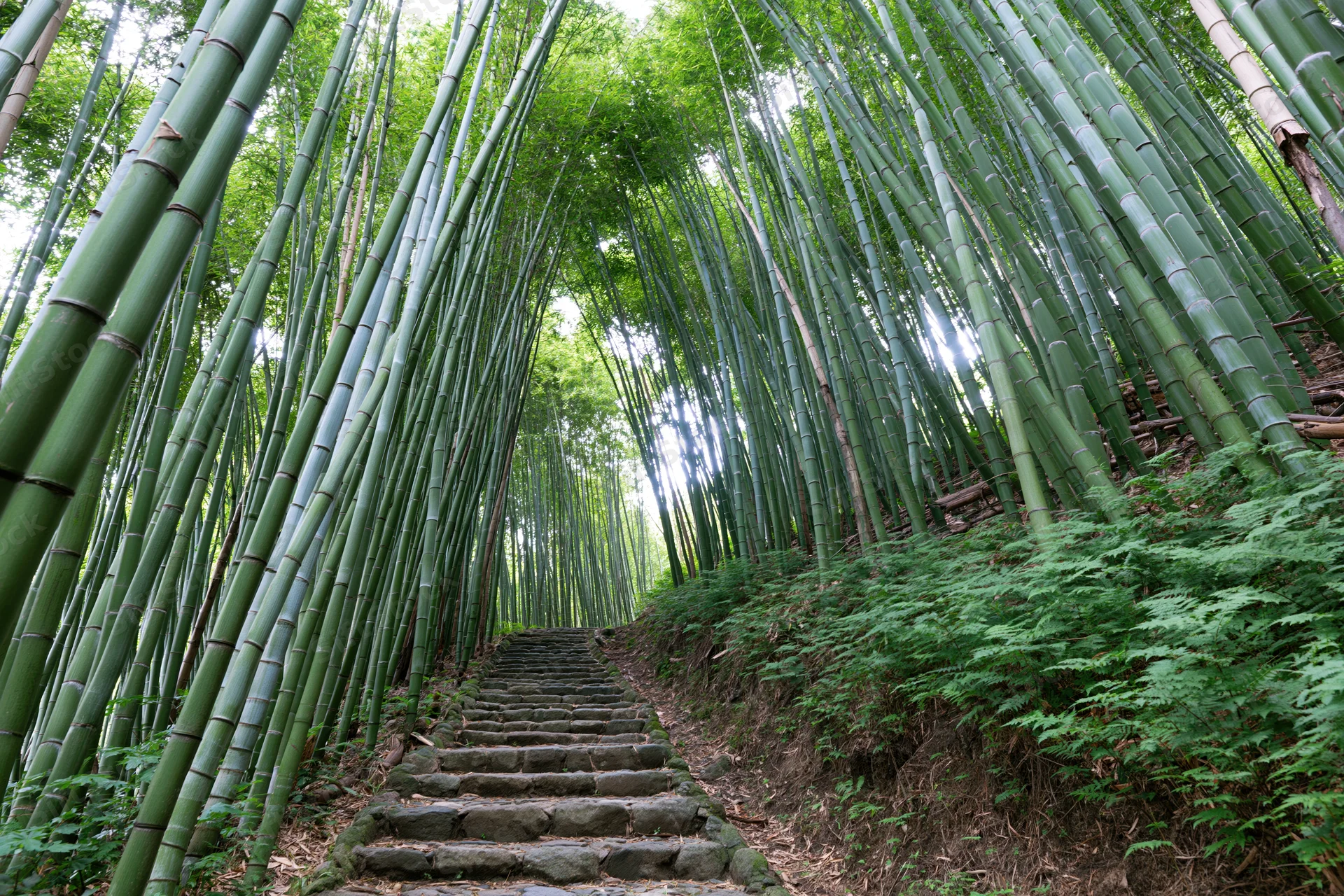Stone steps winding through a dense bamboo forest in Japan