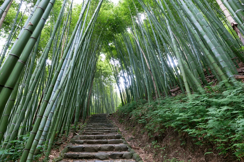 Stone steps winding through a dense bamboo forest in Japan