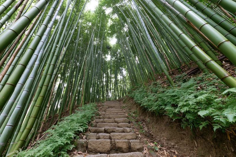 Stone steps winding through a dense bamboo forest with ferns along the sides