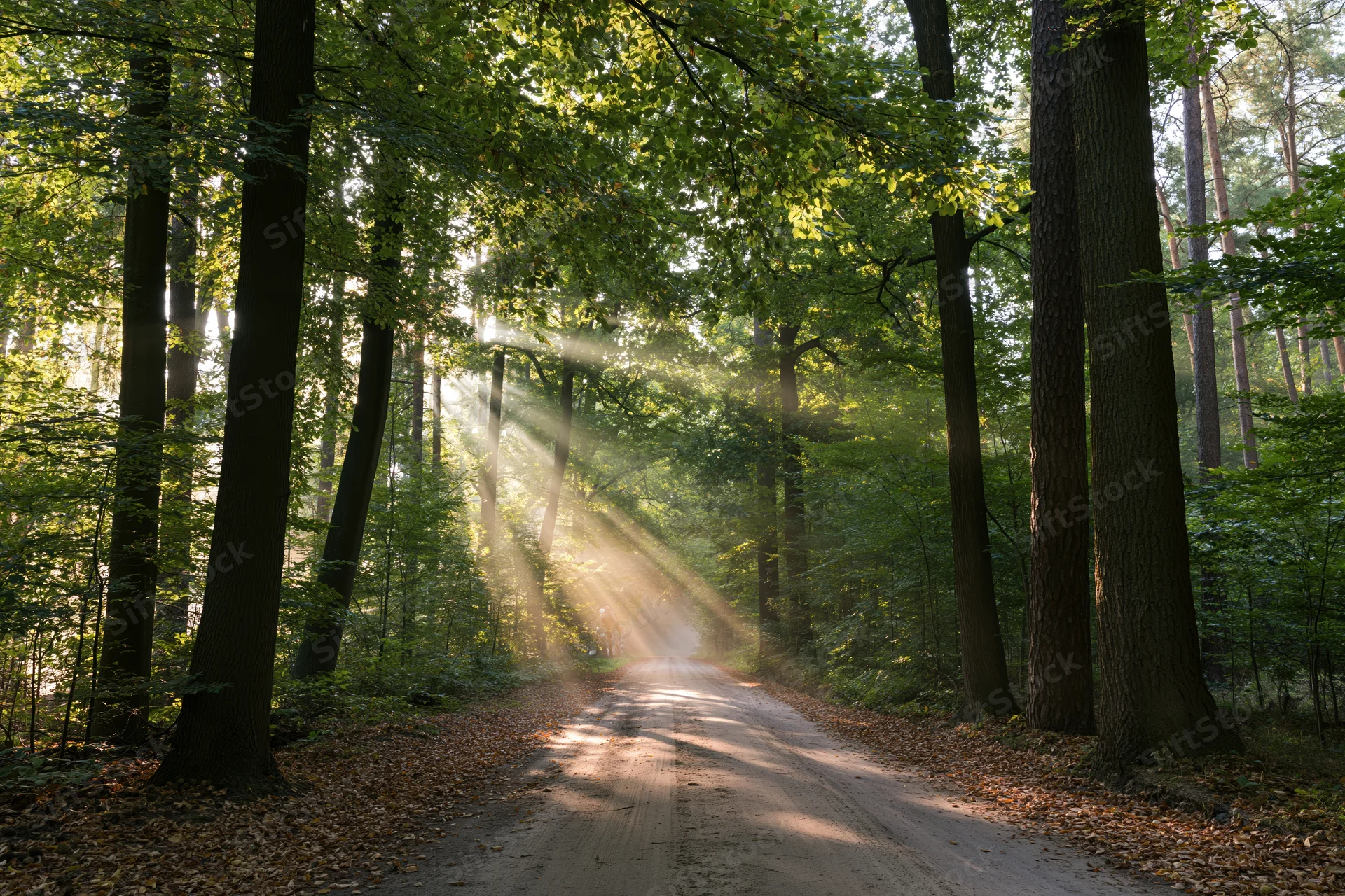 Sunlit dirt road winding through dense deciduous forest with dappled light filtering through canopy