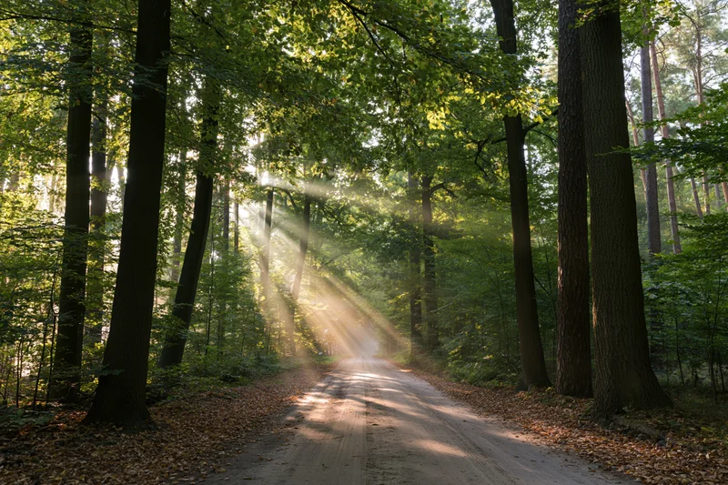 Sunlit dirt road winding through dense deciduous forest with dappled light filtering through canopy