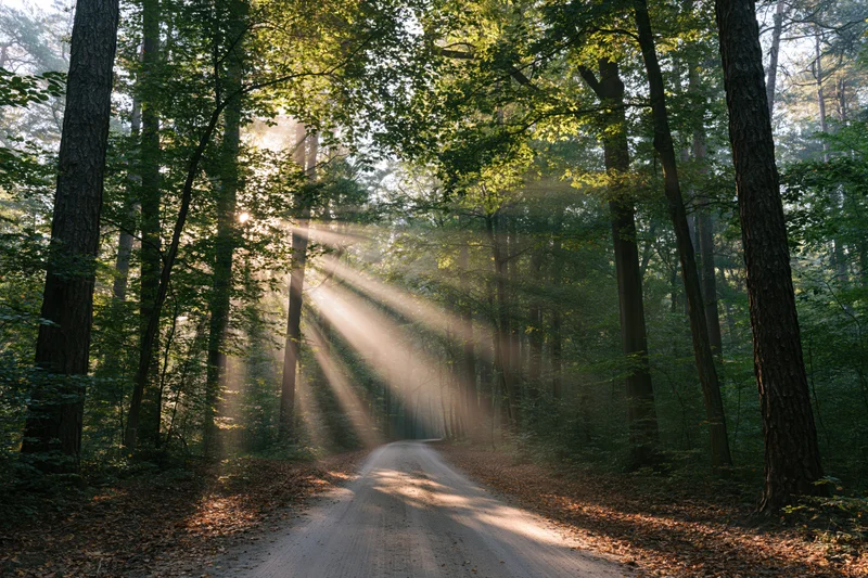 Sunbeams filtering through dense trees onto a winding dirt road in a deciduous forest