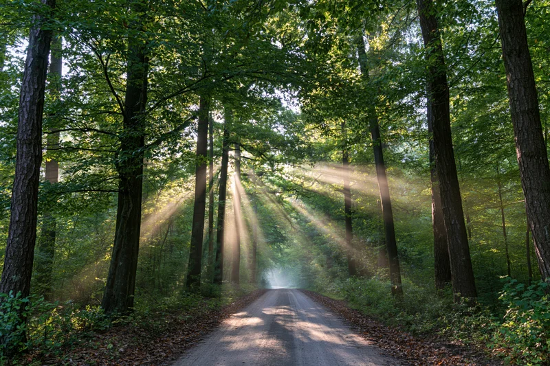 Dirt road winding through dense deciduous forest with sunlight streaming through tree canopy