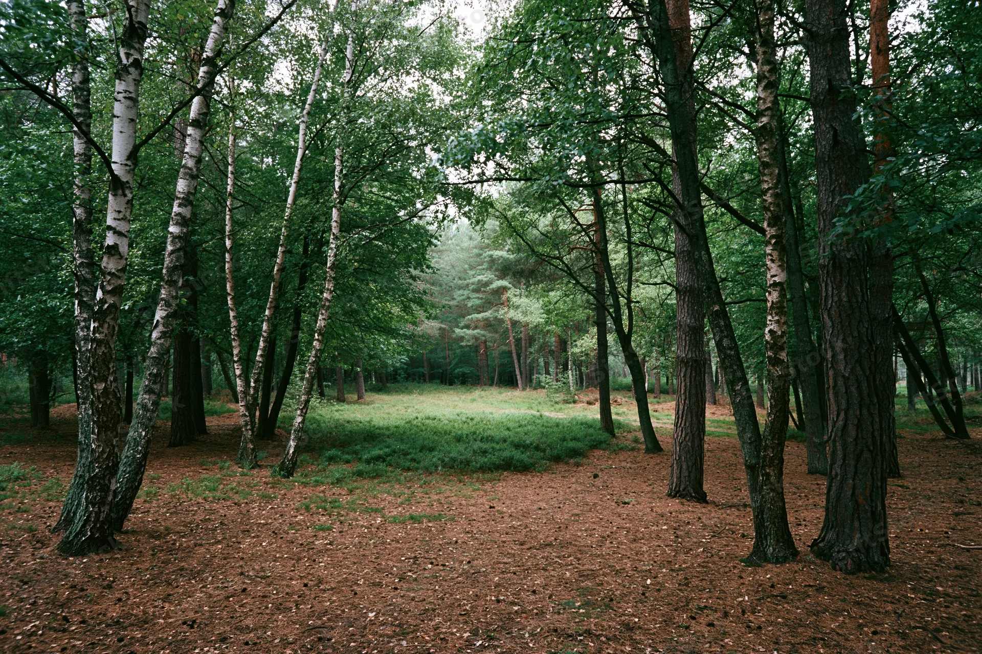 Mixed forest interior with birch and pine trees forming a shaded clearing on a quiet overcast day