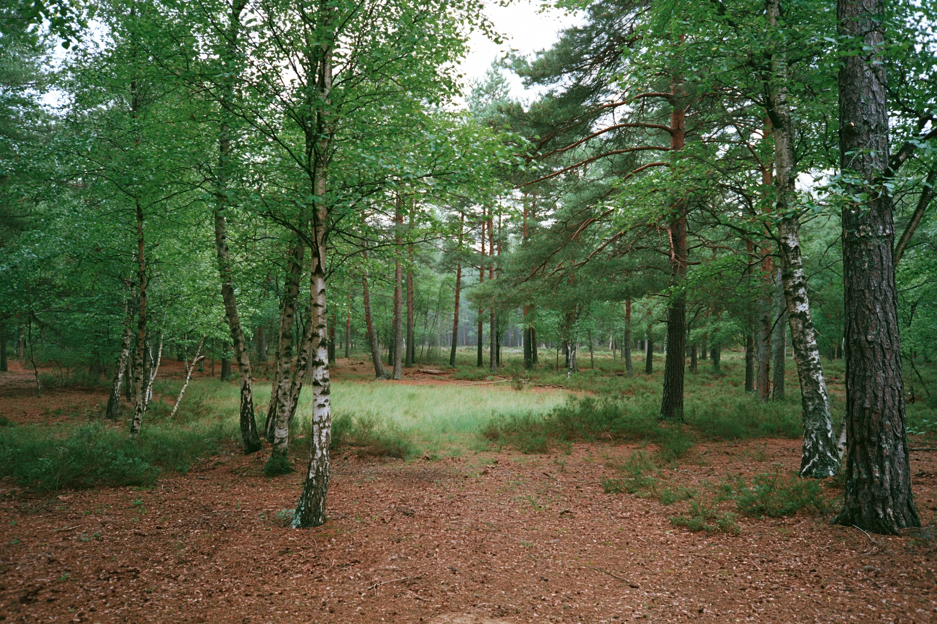 Mixed forest interior with birch and pine trees forming a dense canopy over a clearing with leaf-covered ground and scattered undergrowth