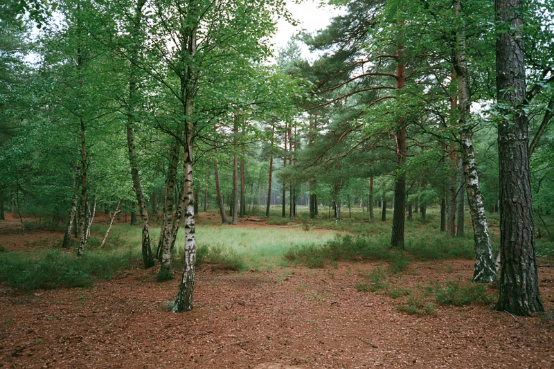 Mixed forest interior with birch and pine trees forming a dense canopy over a clearing with leaf-covered ground and scattered undergrowth