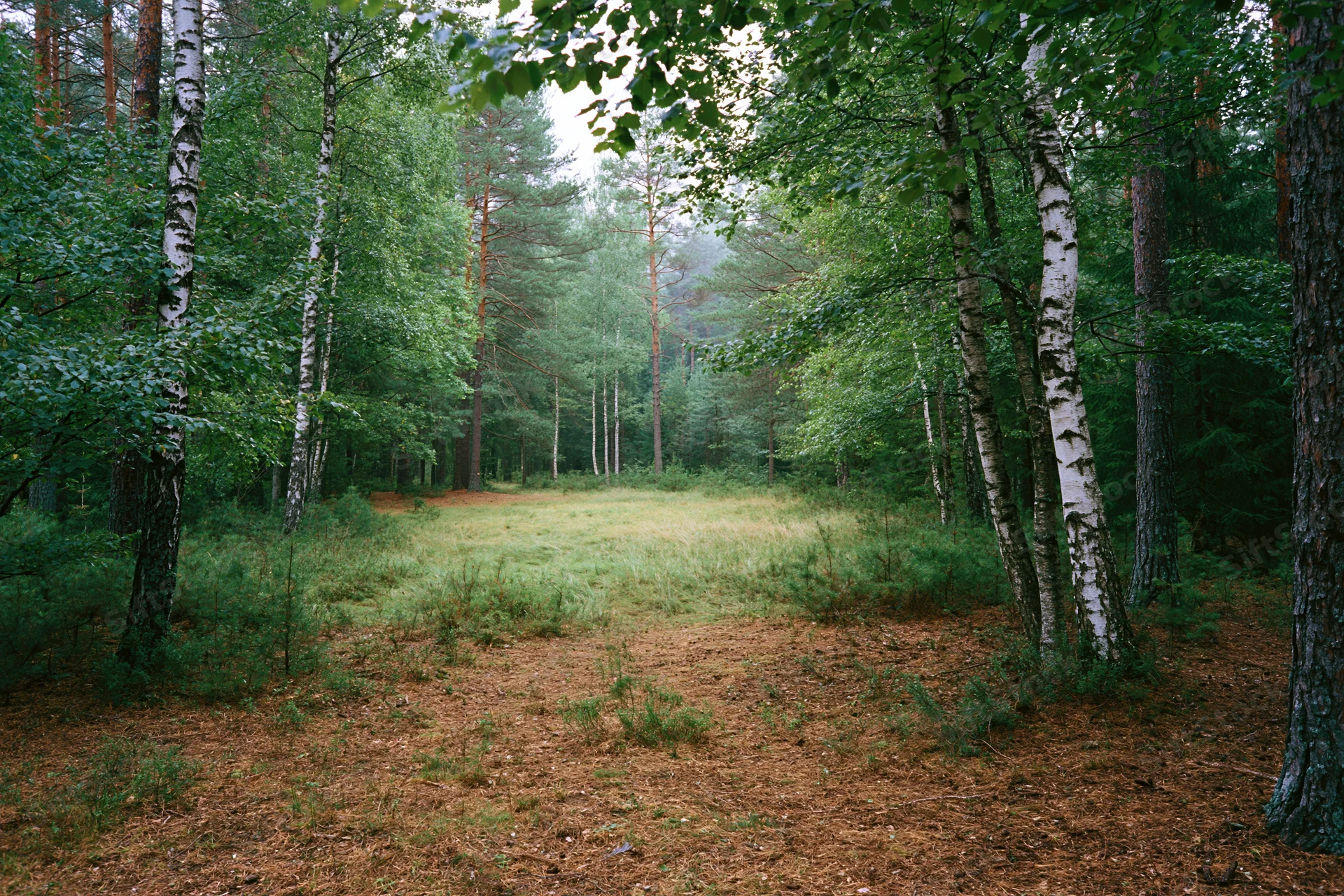 Mixed forest interior with birch and pine trees surrounding a grassy clearing