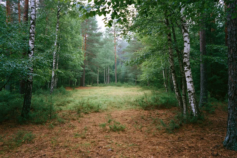 Mixed forest interior with birch and pine trees surrounding a grassy clearing
