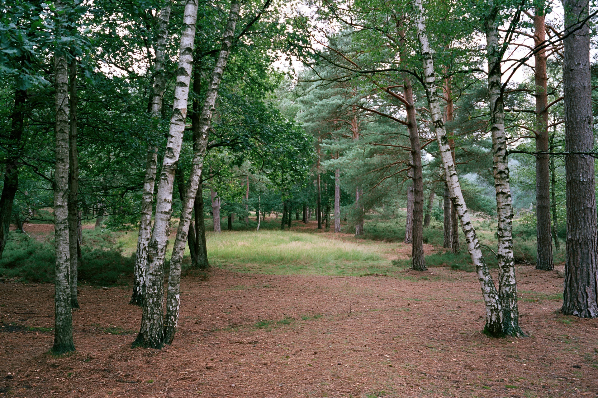 Mixed forest interior with birch and pine trees forming a dense canopy over a clearing with soil and sparse grass