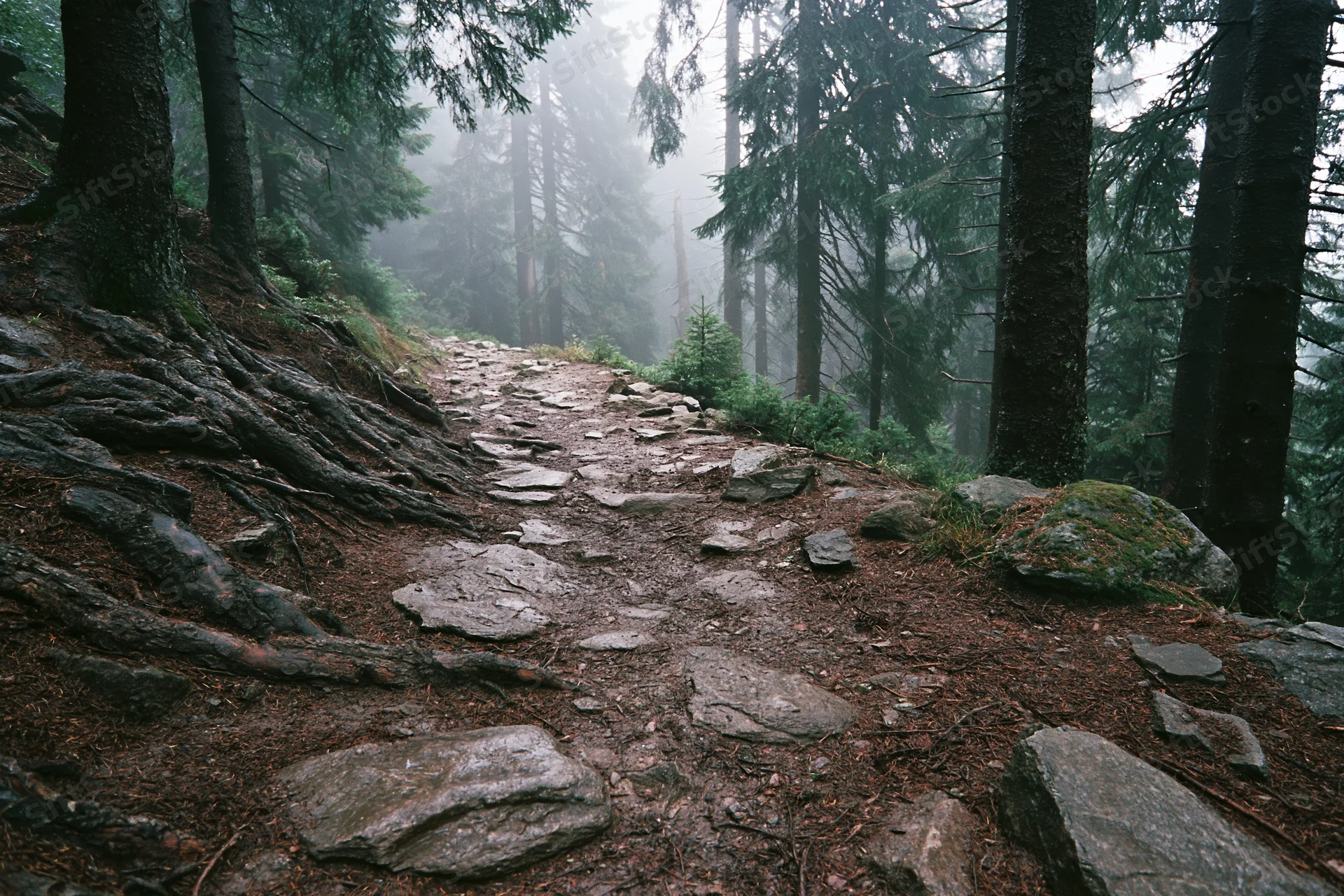 Rocky dirt hiking trail winding uphill through a misty dense conifer forest