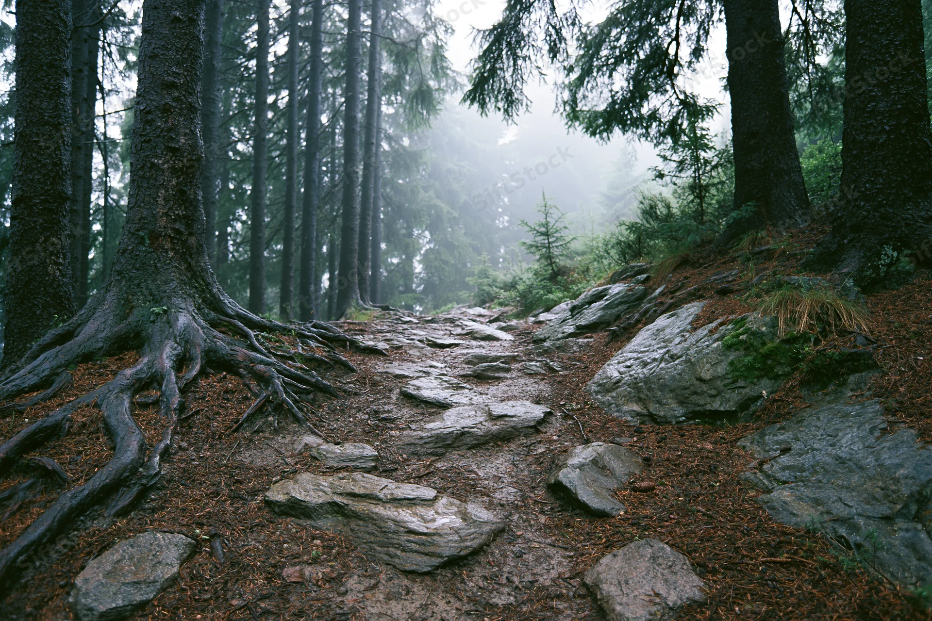 Rocky dirt hiking trail winding uphill through dense conifer forest in mist