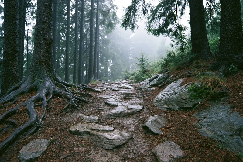 Rocky dirt hiking trail winding uphill through dense conifer forest in mist