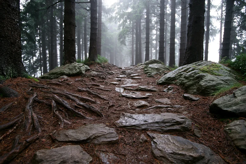 Rocky dirt hiking trail winding uphill through a dense conifer forest in mist