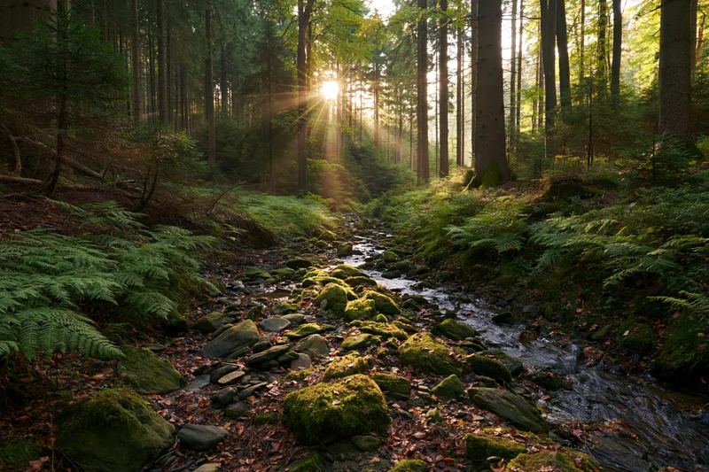 Shallow rocky stream winding through dense conifer forest with sunlight filtering through trees