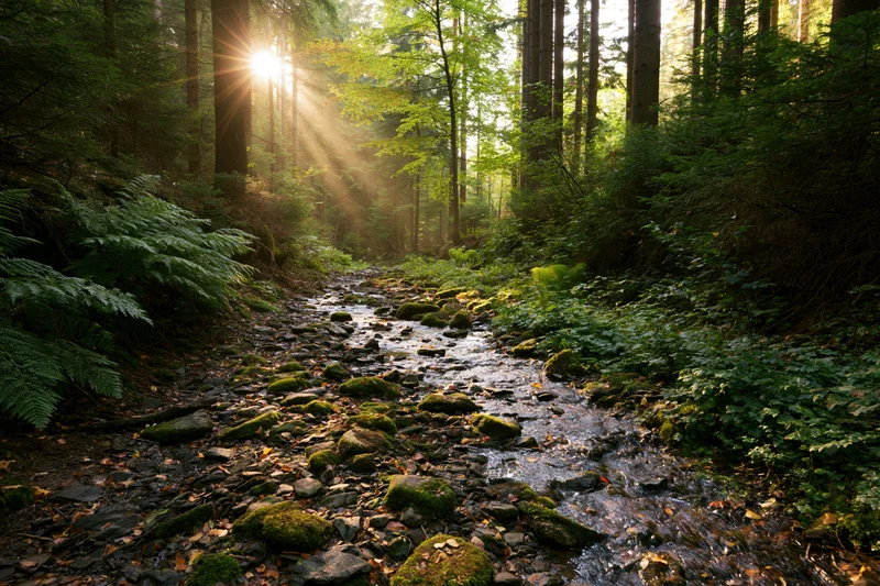 Shallow rocky stream winding through dense conifer forest with sunlight filtering through trees