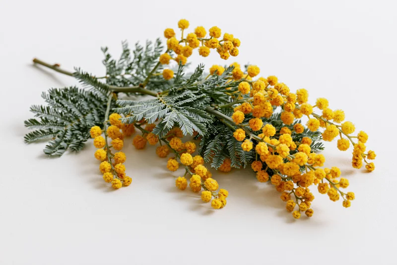 A mimosa branch with yellow blossoms and green foliage lying on a white surface