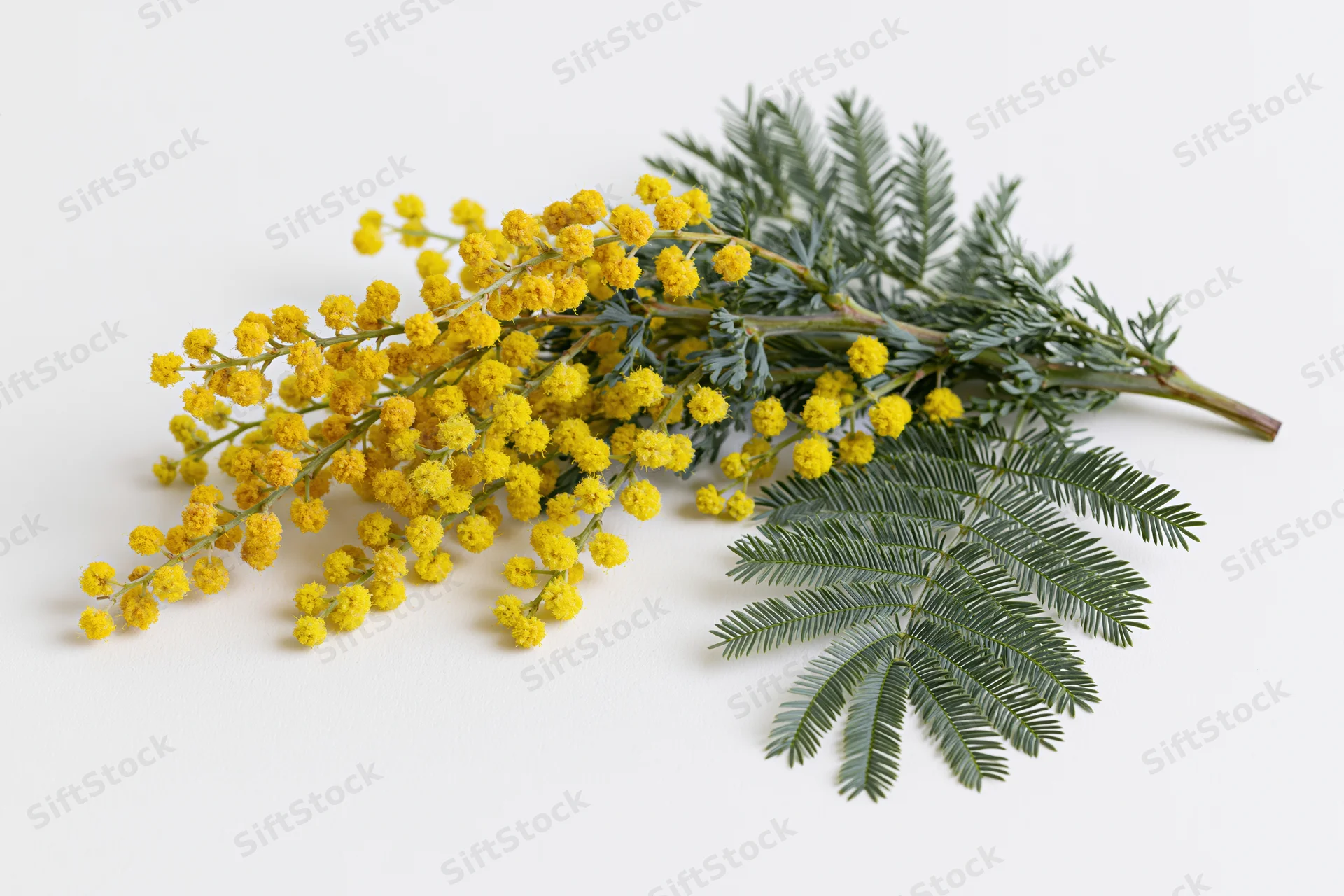 A single mimosa branch with clusters of tiny yellow flowers and feathery green leaves lying on a white surface