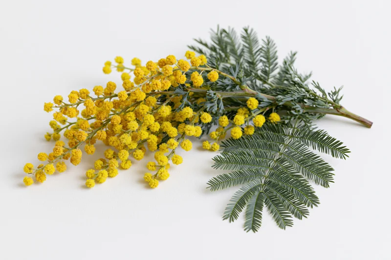 A single mimosa branch with clusters of tiny yellow flowers and feathery green leaves lying on a white surface