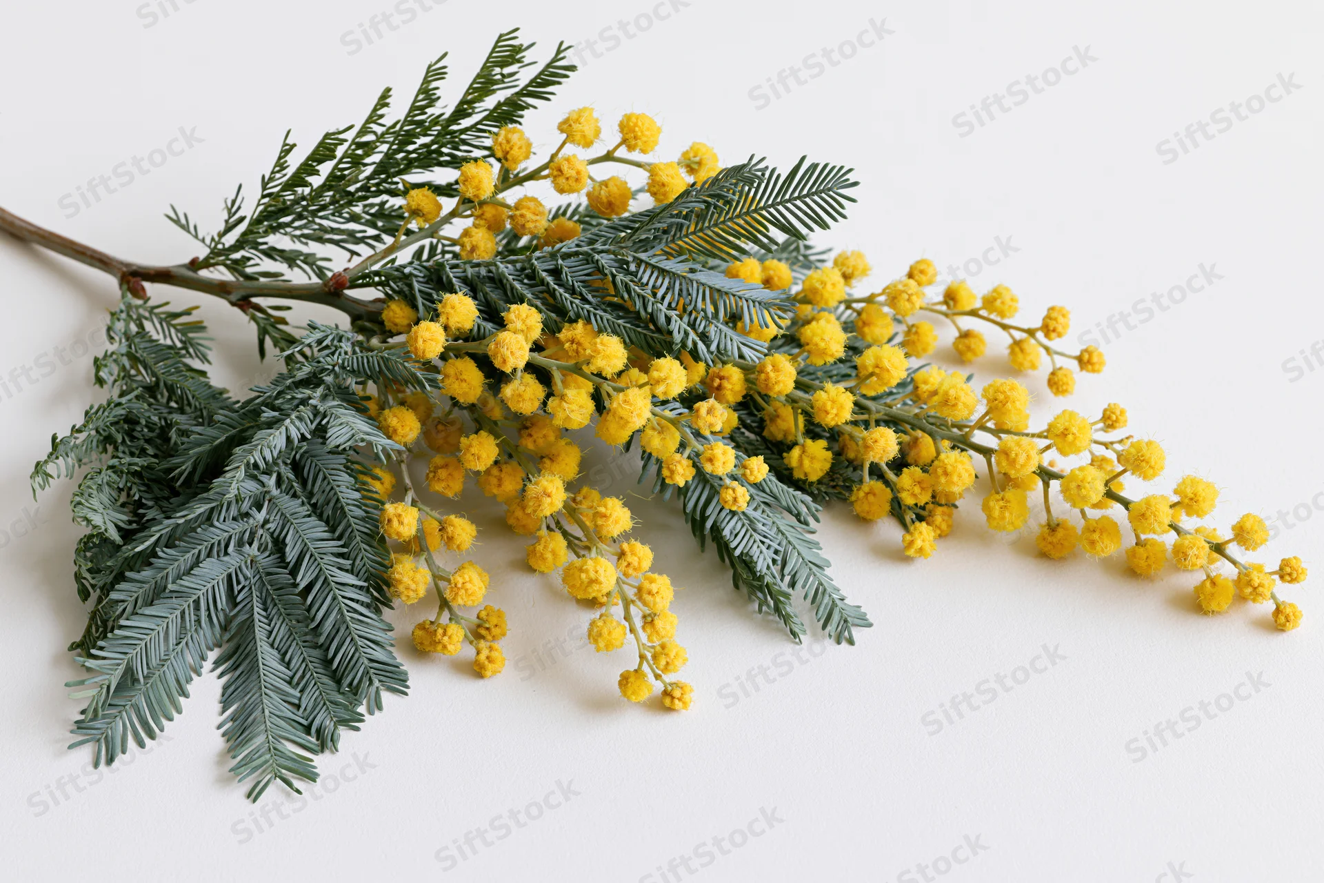A cut mimosa branch with clusters of tiny round yellow blooms lying on a white surface