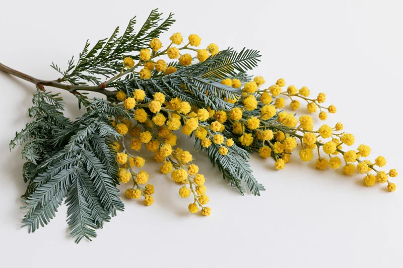 A cut mimosa branch with clusters of tiny round yellow blooms lying on a white surface