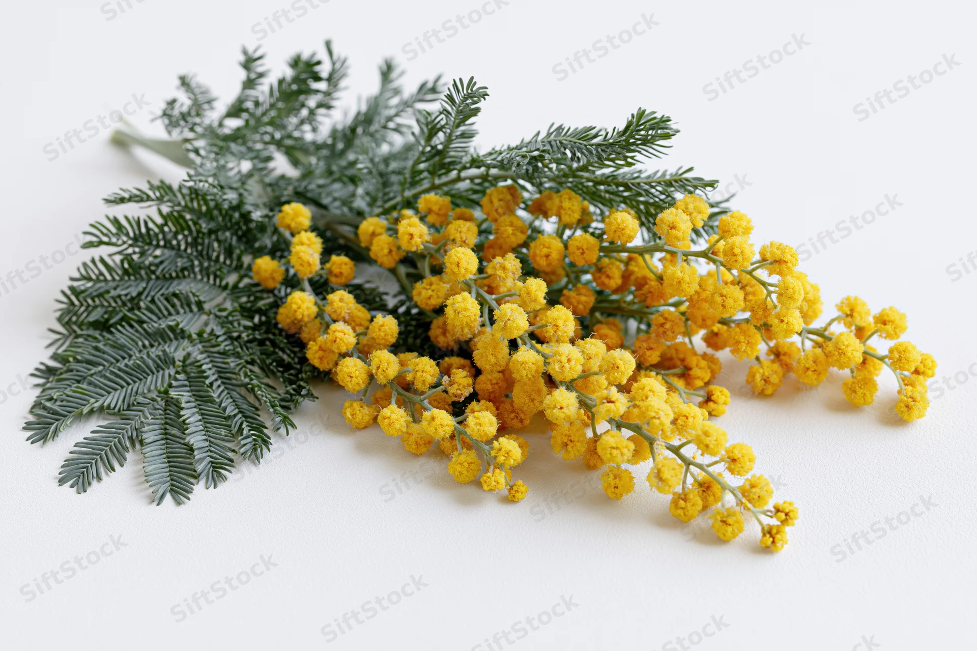 A cut mimosa branch with clusters of tiny round yellow flowers and feathery green leaves on a white surface