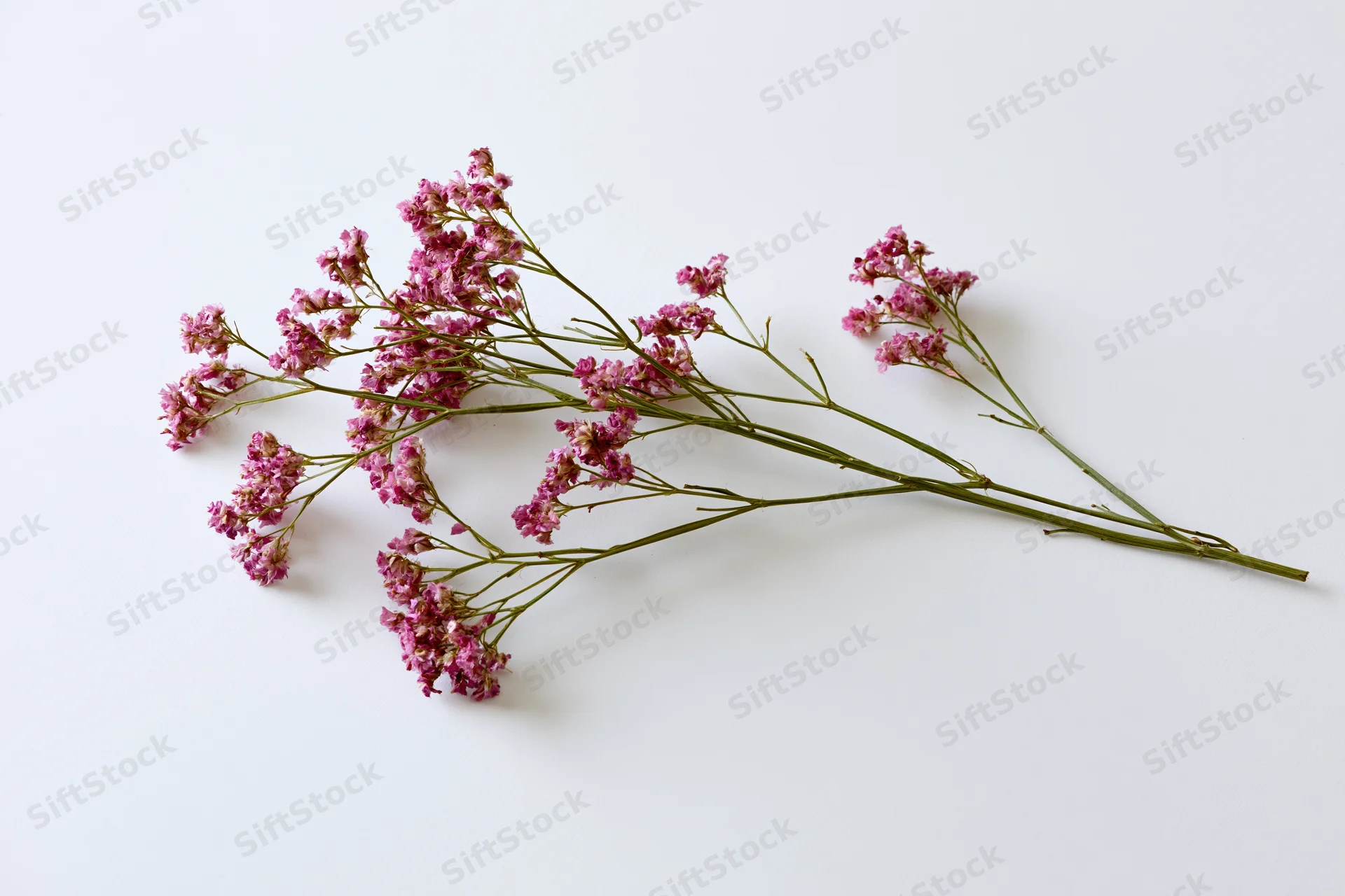 Dried wildflower stem with branching green stalks and pink blossoms lying flat on white surface
