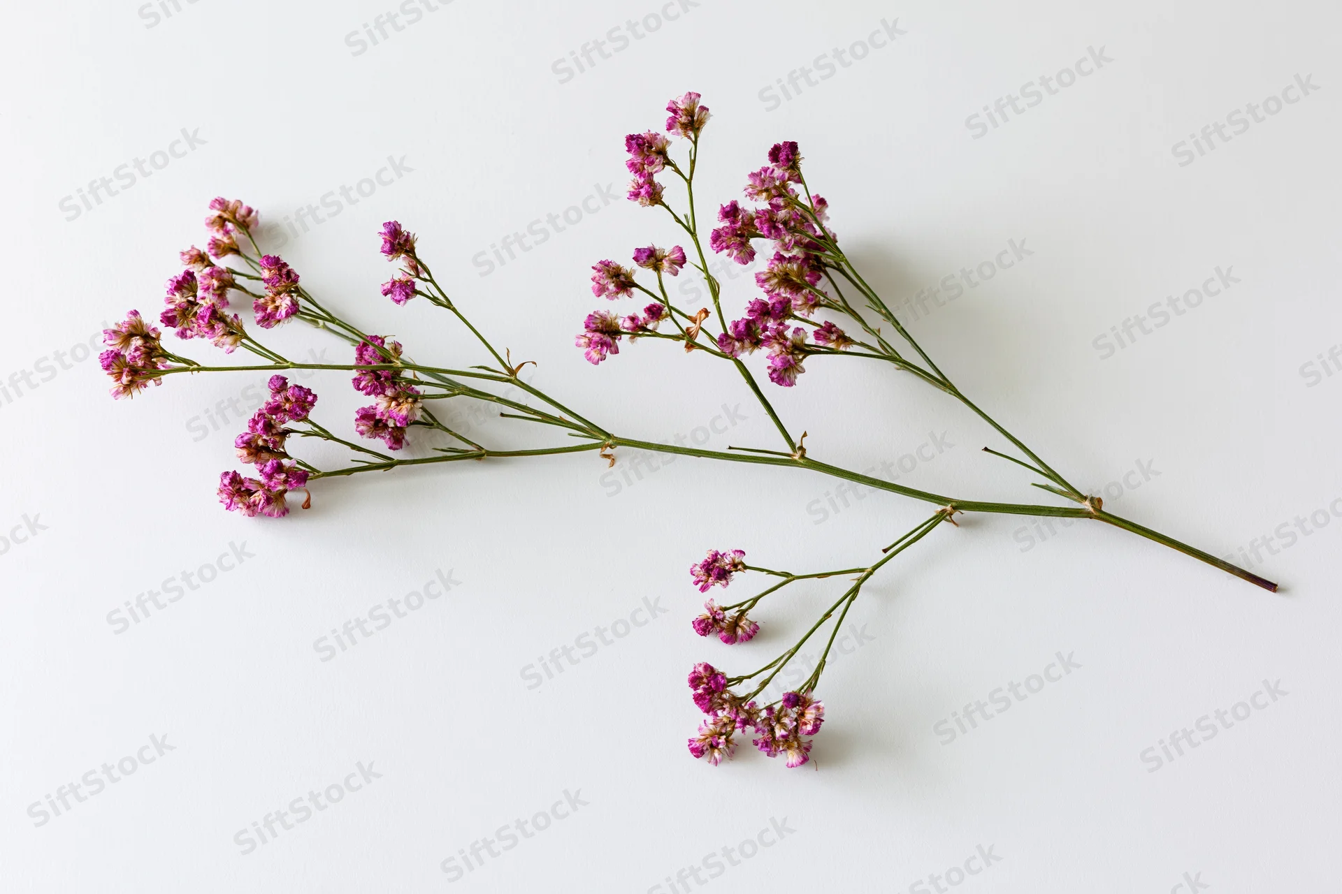 Dried wildflower stem with branching green stalks and pink blossoms on white background