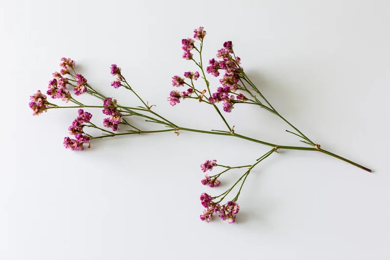 Dried wildflower stem with branching green stalks and pink blossoms on white background