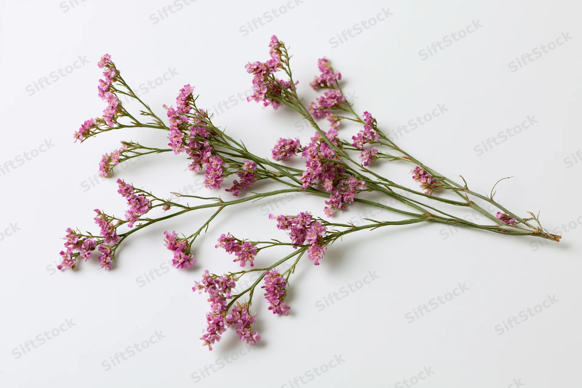 Dried wildflower stem with branching green stalks and pink blossoms lying flat on white surface