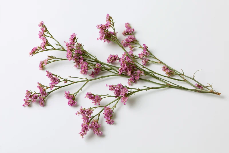 Dried wildflower stem with branching green stalks and pink blossoms lying flat on white surface