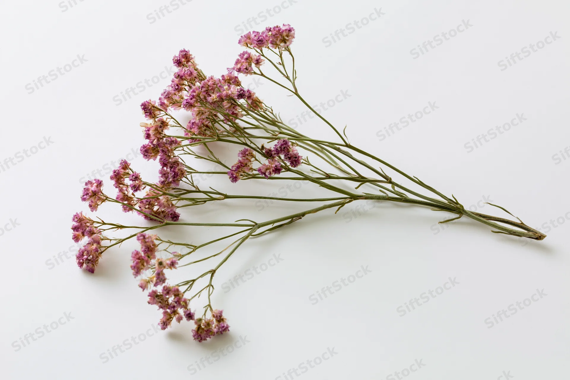 Dried wildflower stem with branching green stalks and small purple-pink blooms arranged on white surface