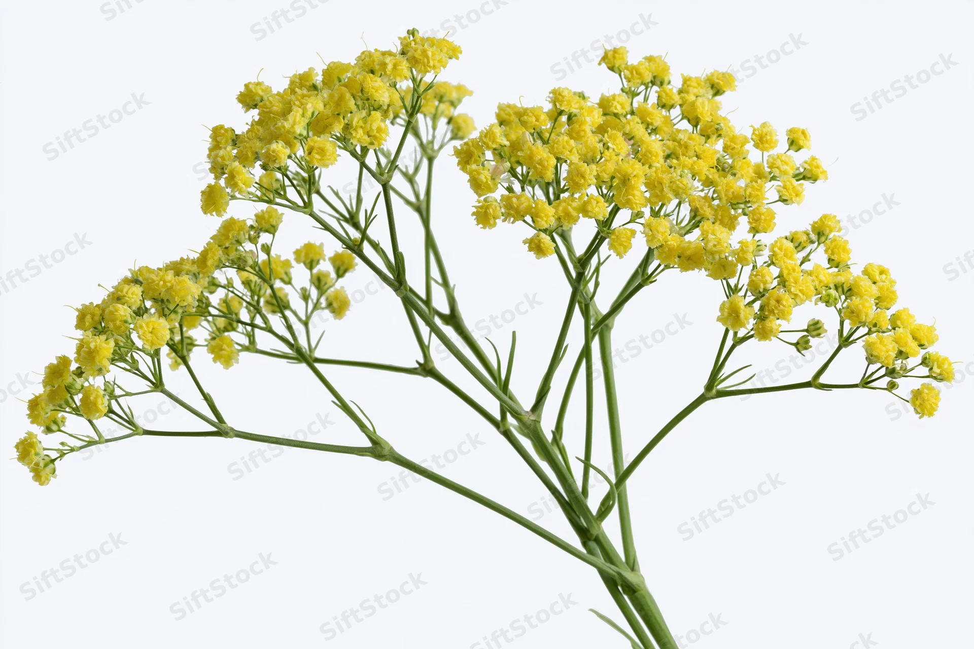 Yellow wildflowers blooming on slender green stems against white background