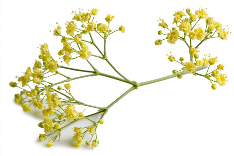 Single stem of yellow wild flowers with small blossoms on white background