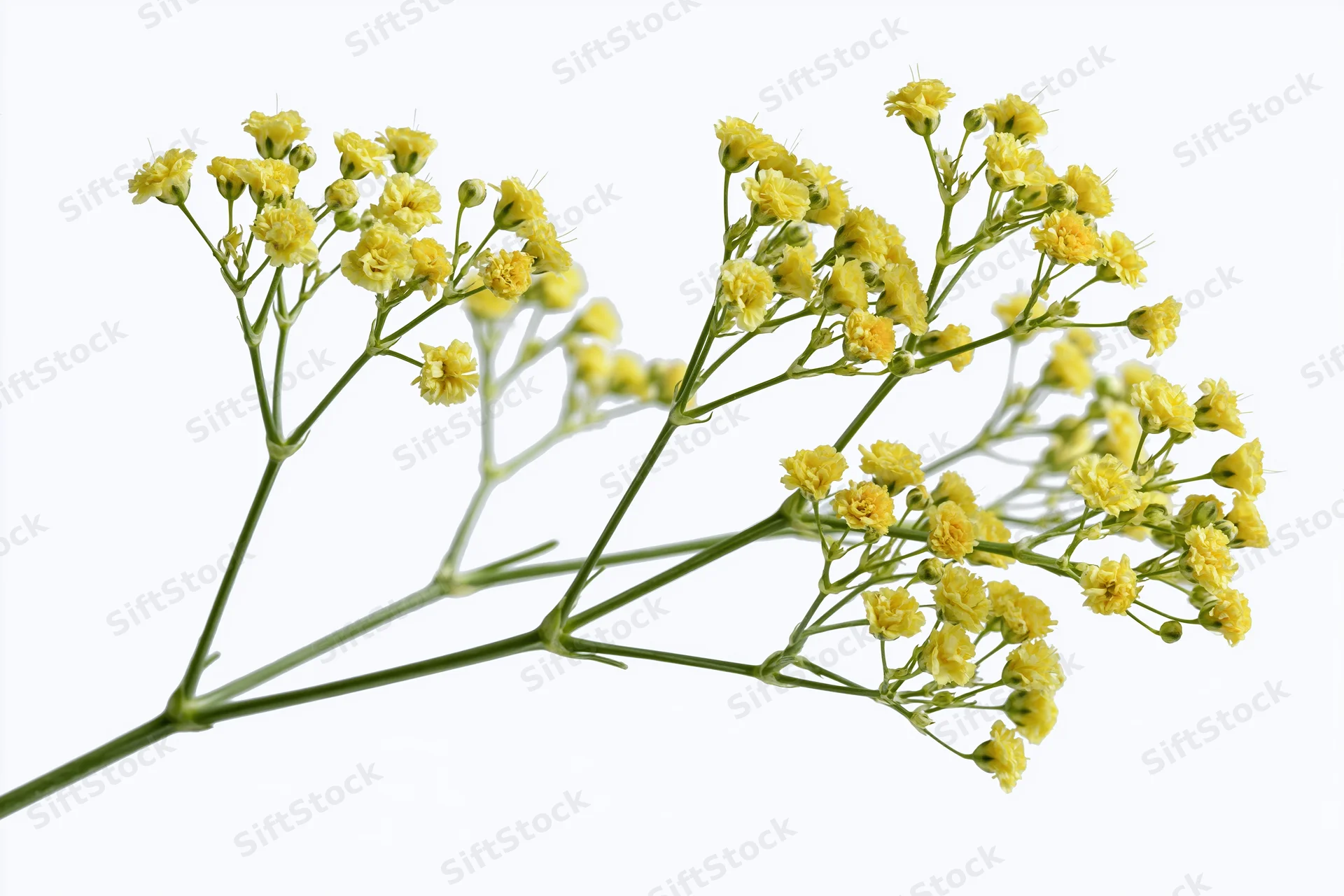 Single stem of yellow wild gypsophila flowers with multiple branches and small blooms isolated on white background