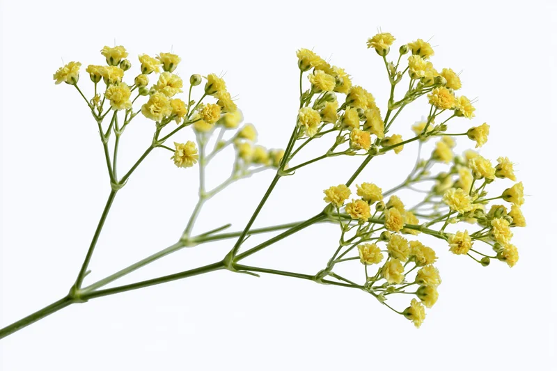 Single stem of yellow wild gypsophila flowers with multiple branches and small blooms isolated on white background