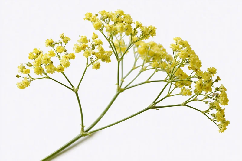 Single stem of yellow wild flowers with branching blooms on white background