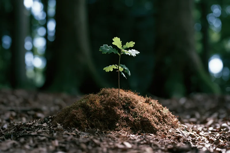 Tiny oak sapling growing from moss-covered mound in forest floor