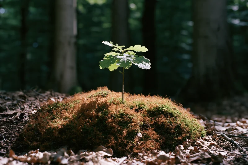 Tiny oak sapling growing from moss-covered mound in forest floor