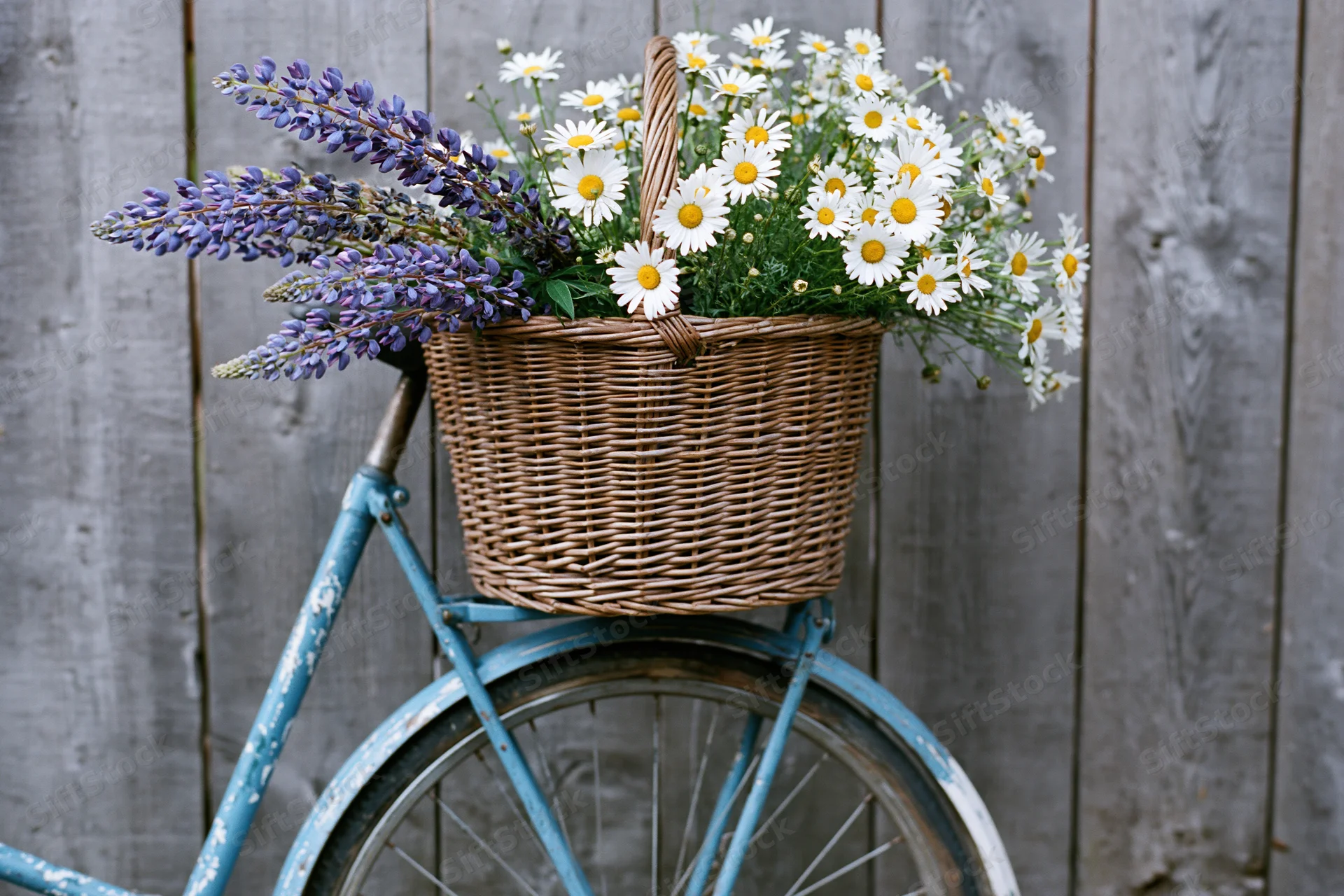 Vintage blue bicycle with wicker basket full of daisies and lupine flowers against weathered wooden fence