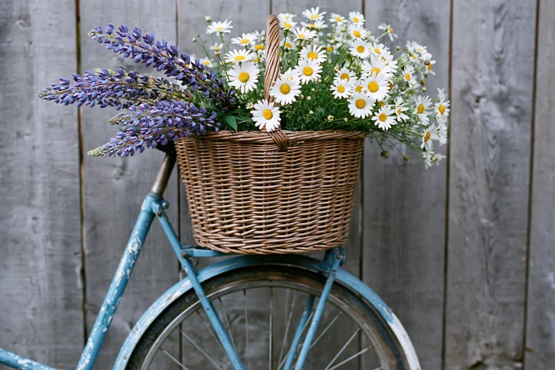 Vintage blue bicycle with wicker basket full of daisies and lupine flowers against weathered wooden fence