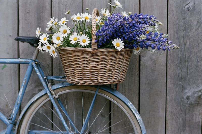 Vintage blue bicycle with wicker basket full of daisies and bluebonnets against wooden fence