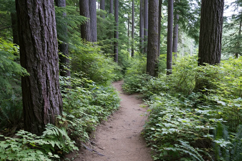 Winding dirt path through dense forest with tall trees and green undergrowth