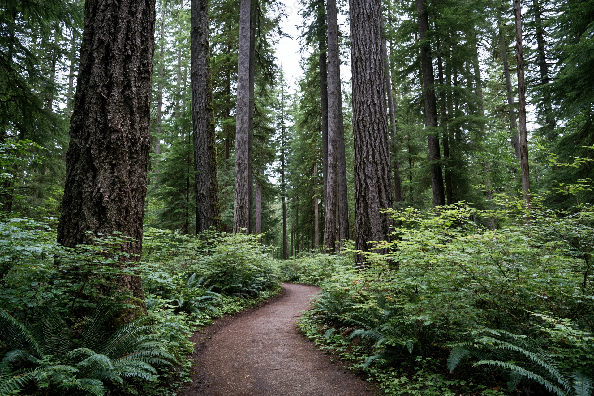 Winding dirt path through dense redwood forest with ferns and tall trees