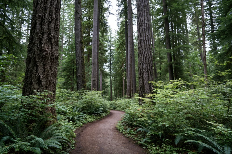 Winding dirt path through dense redwood forest with ferns and tall trees